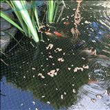 Garden Fish Pond